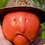 PhanTomato PhanTomato